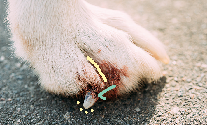 mon chien a une griffe cassée et ça saigne