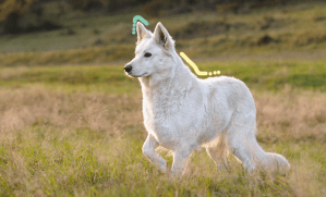 chien blanc qui marche