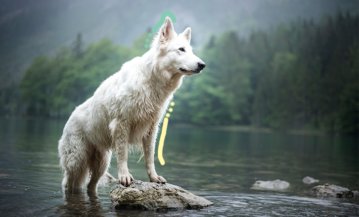 chien blanc dans l'eau