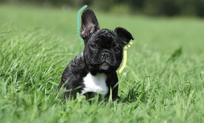 un chien entouré de verdure et se prélassant sous la chaude lumière du soleil.