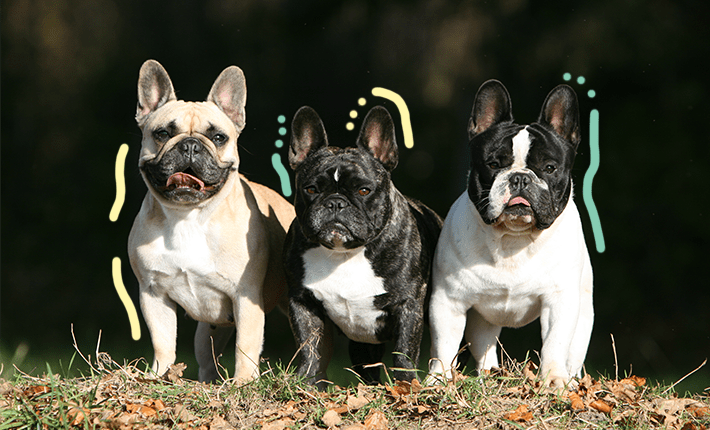 3. Trois bouledogues français joyeusement debout ensemble dans une pelouse vibrante.