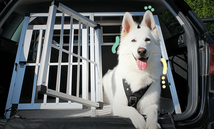 chien souriant à l'arrière de la voiture