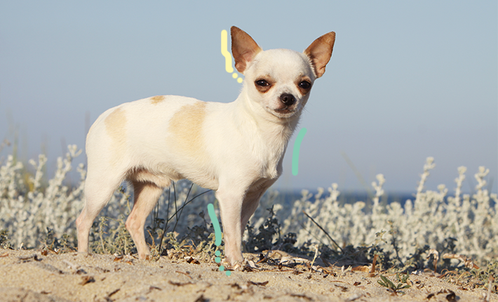 Un petit chien joyeusement debout sur une plage de sable