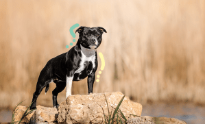 chien debout dans un rocher