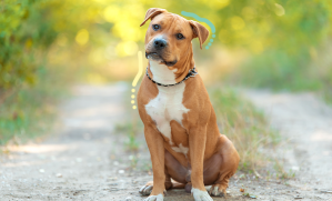 chien assis en penchant la tête