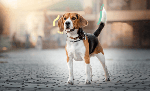 chien debout dans une rue vide