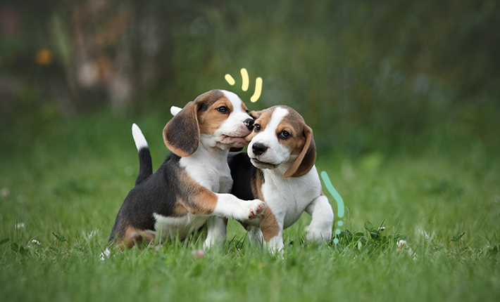 deux chiots profitant de l'extérieur