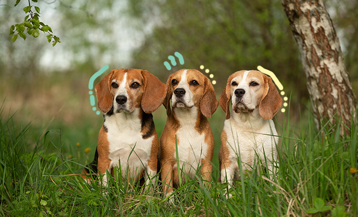 Un trio de beagles à l’air ludique et détendu sous le chaud soleil.