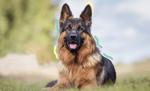 chien s'amusant