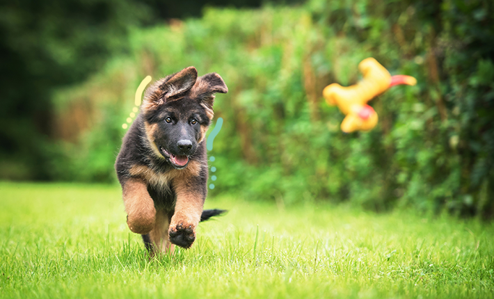 chiot récupérant un jouet