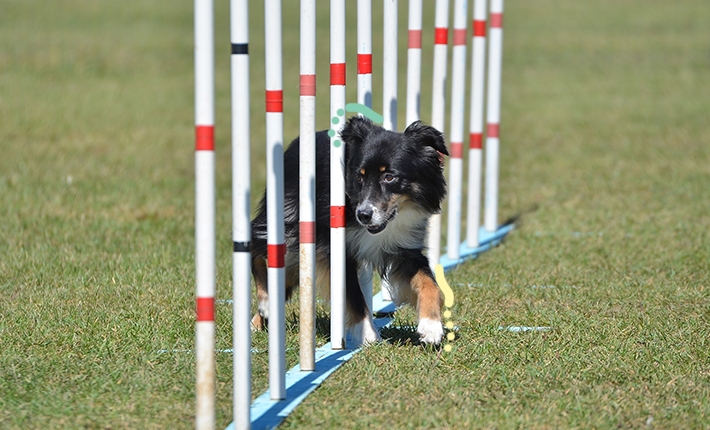 Un chien se précipite joyeusement à travers une série de poteaux colorés dans un parcours d'agilité.