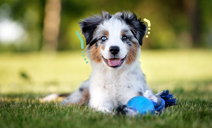 Un mignon chiot berger australien entouré d'herbe verte vibrante.