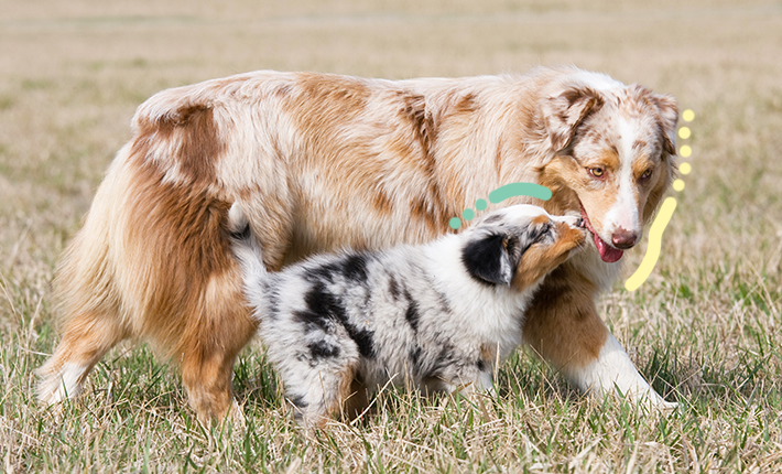 Un chien et un chiot se livrant à des pitreries ludiques dans un champ ensoleillé