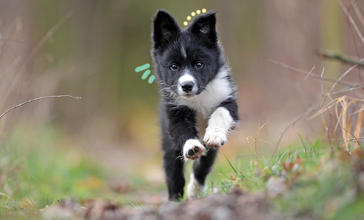 chiot qui court