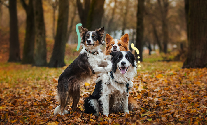 Trois chiens profitant d'un endroit confortable sur un tas de feuilles