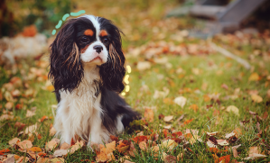 Cavalier king charles