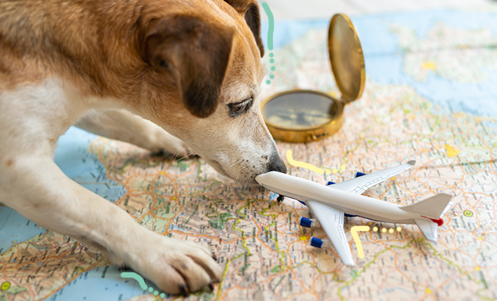 chien reniflant un jouet d'avion
