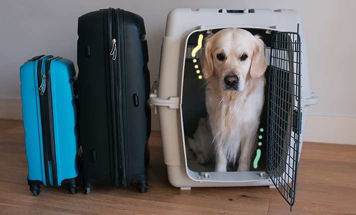 chien en cage