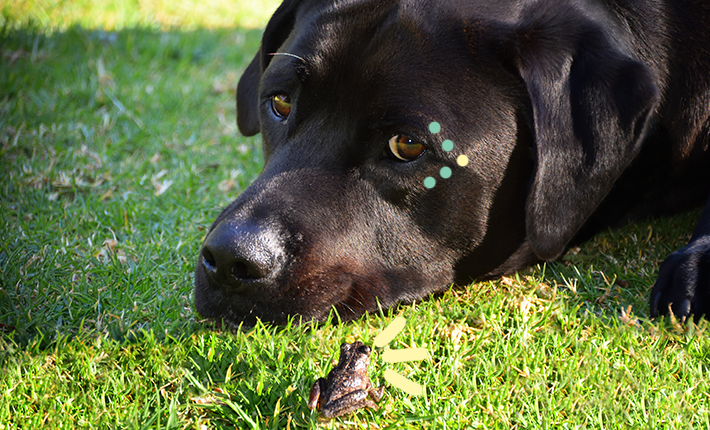 chien couché sur l'herbe