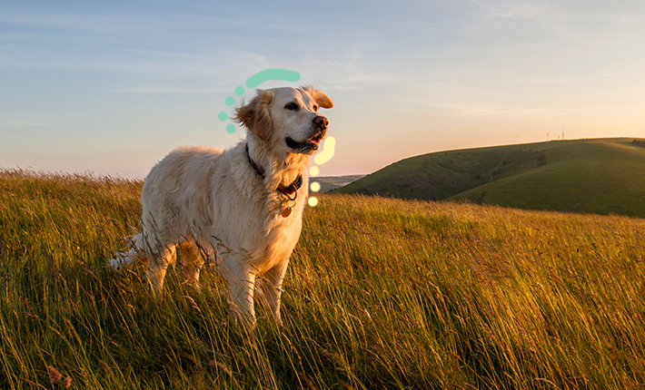 Un chien dans un champ vibrant