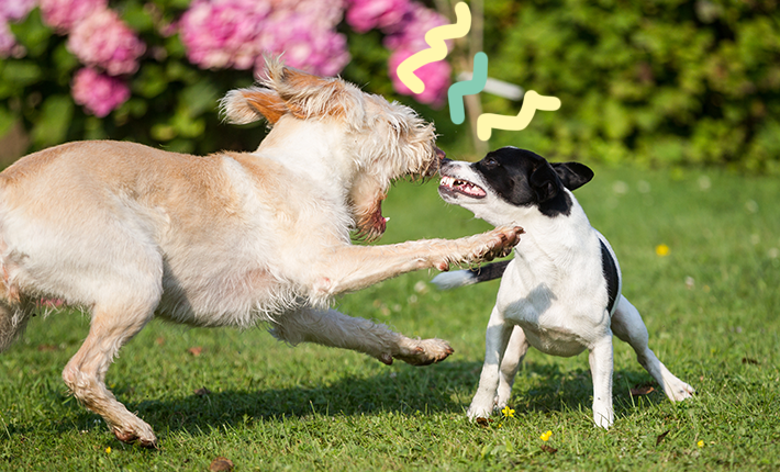 Deux chiens énergiques