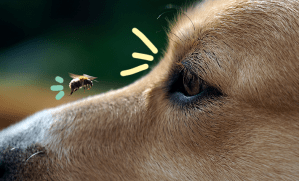 Un chien avec un insecte sur le nez