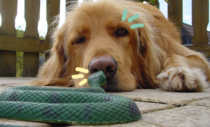 chien et un jouet serpent