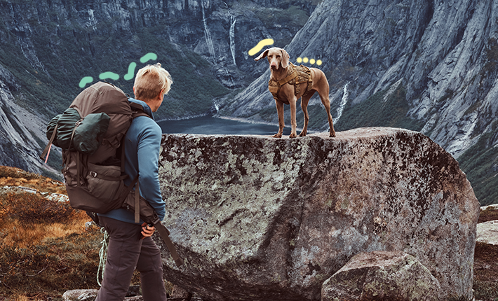 un chien et un homme en randonnée