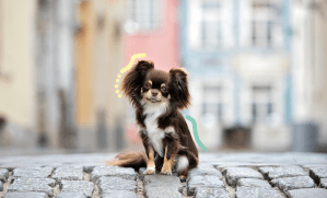 chihuahua profitant de la vue sur la ville