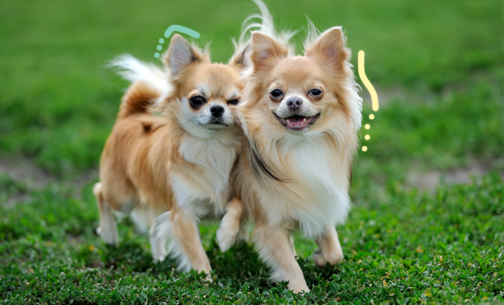 Deux petits chiens sprintant joyeusement dans un champ verdoyant