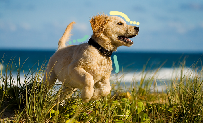 Un chien pose devant un ciel bleu vif