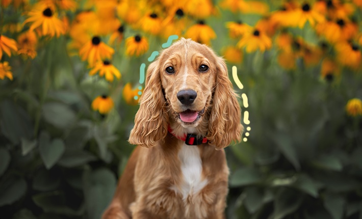 mignon chien brun souriant