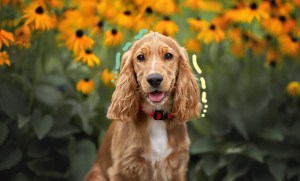 mignon chien brun souriant