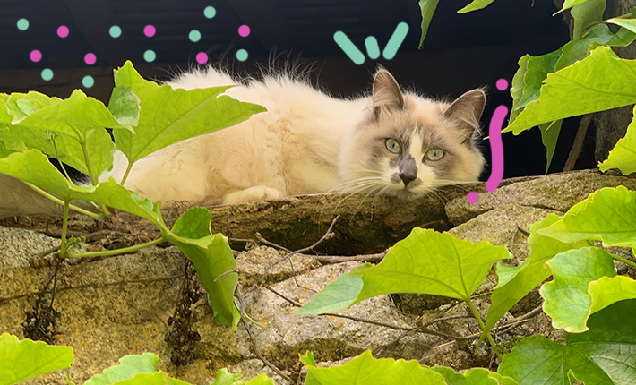 Un chat posé sur un rocher