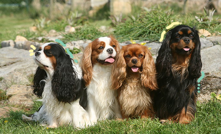 meute de cavalier king charles