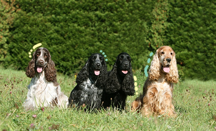 meute de chiens souriant tout en profitant du soleil