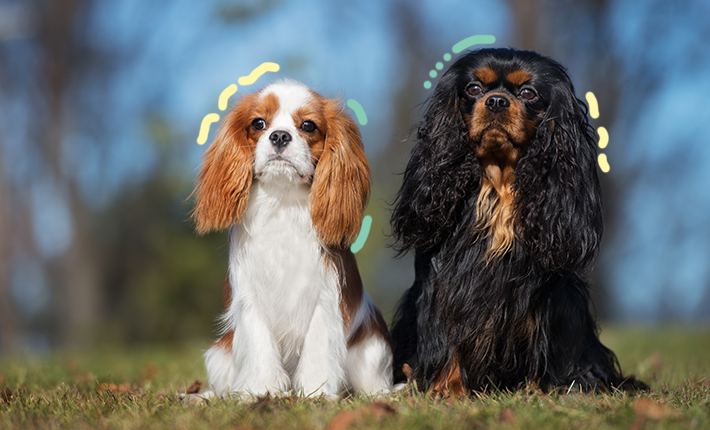 Deux chiens assis sur l'herbe