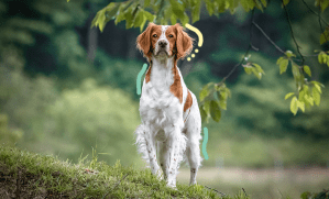 chien profitant d'une promenade