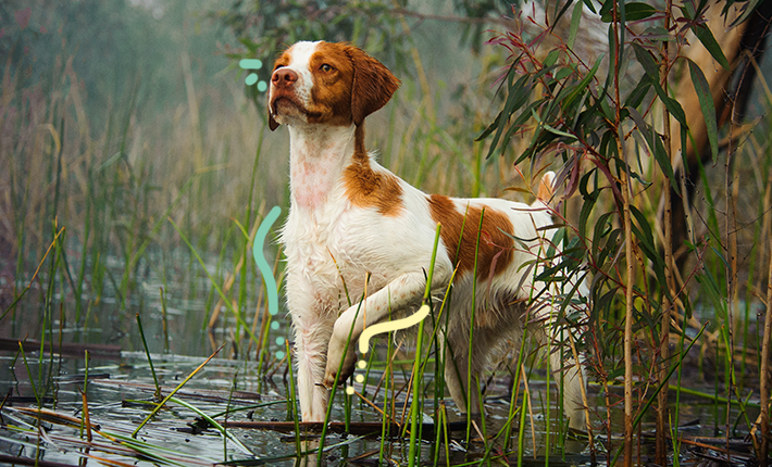 Un chien heureux debout dans une eau peu profonde