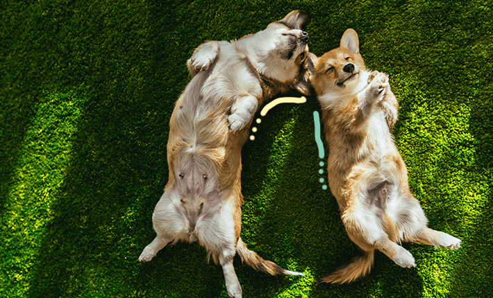 2 chiens couchés confortablement sur l'herbe