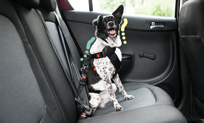 chien dans une voiture