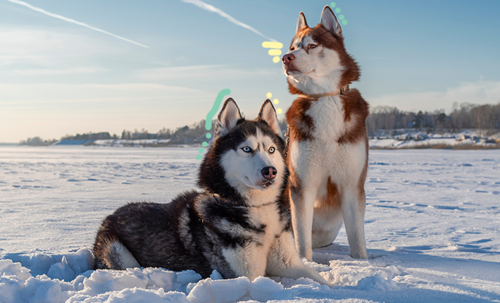 huskies profitant de la neige et du froid