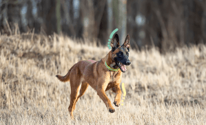 Malinois en cours d'exécution