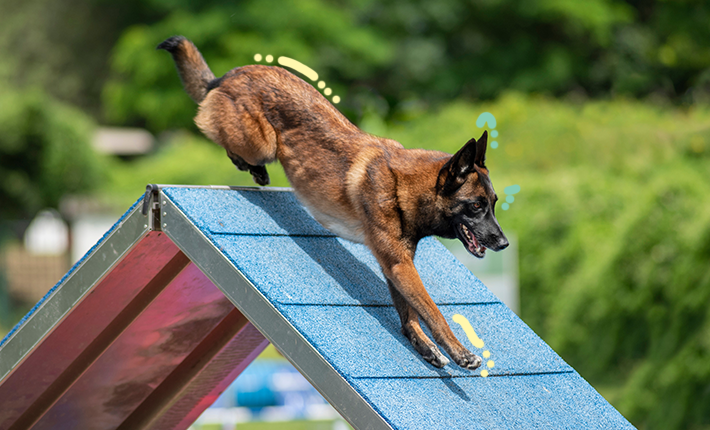 un chien qui glisse