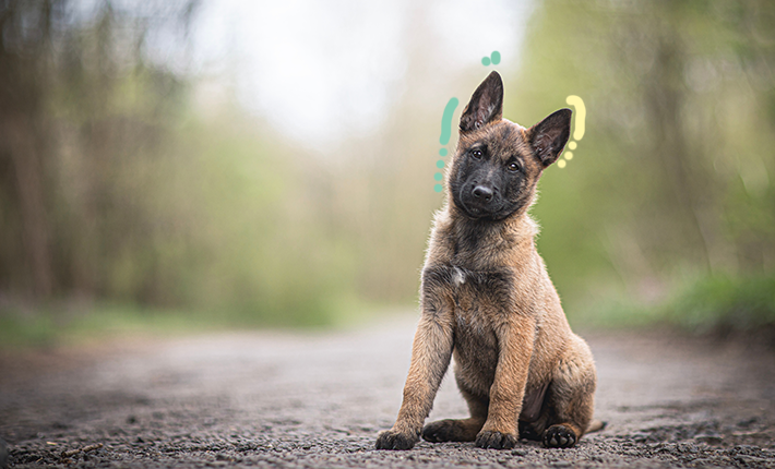 les malinois ont l'air confus