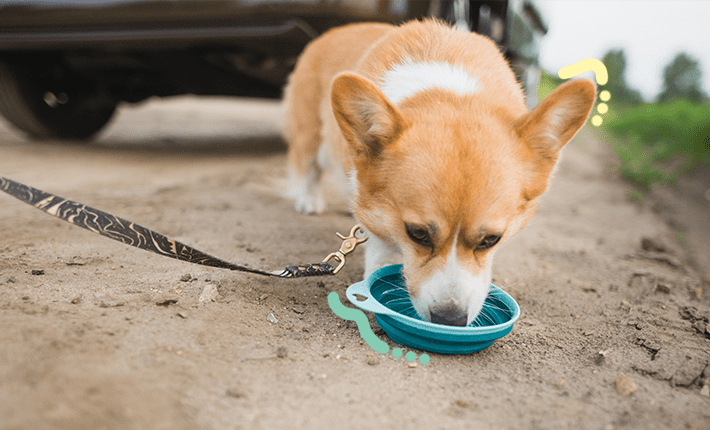 chien en laisse buvant de l'eau