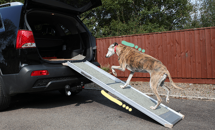 chien entrant dans la voiture