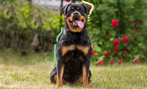 chien assis patiemment avec la langue sortie