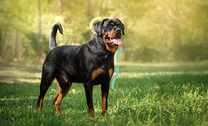 Un chien Rottweiler se tient dans l'herbe