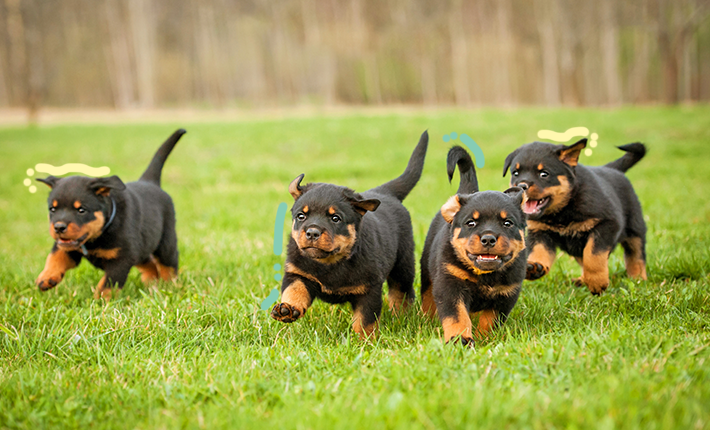 chiots jouant sur le terrain